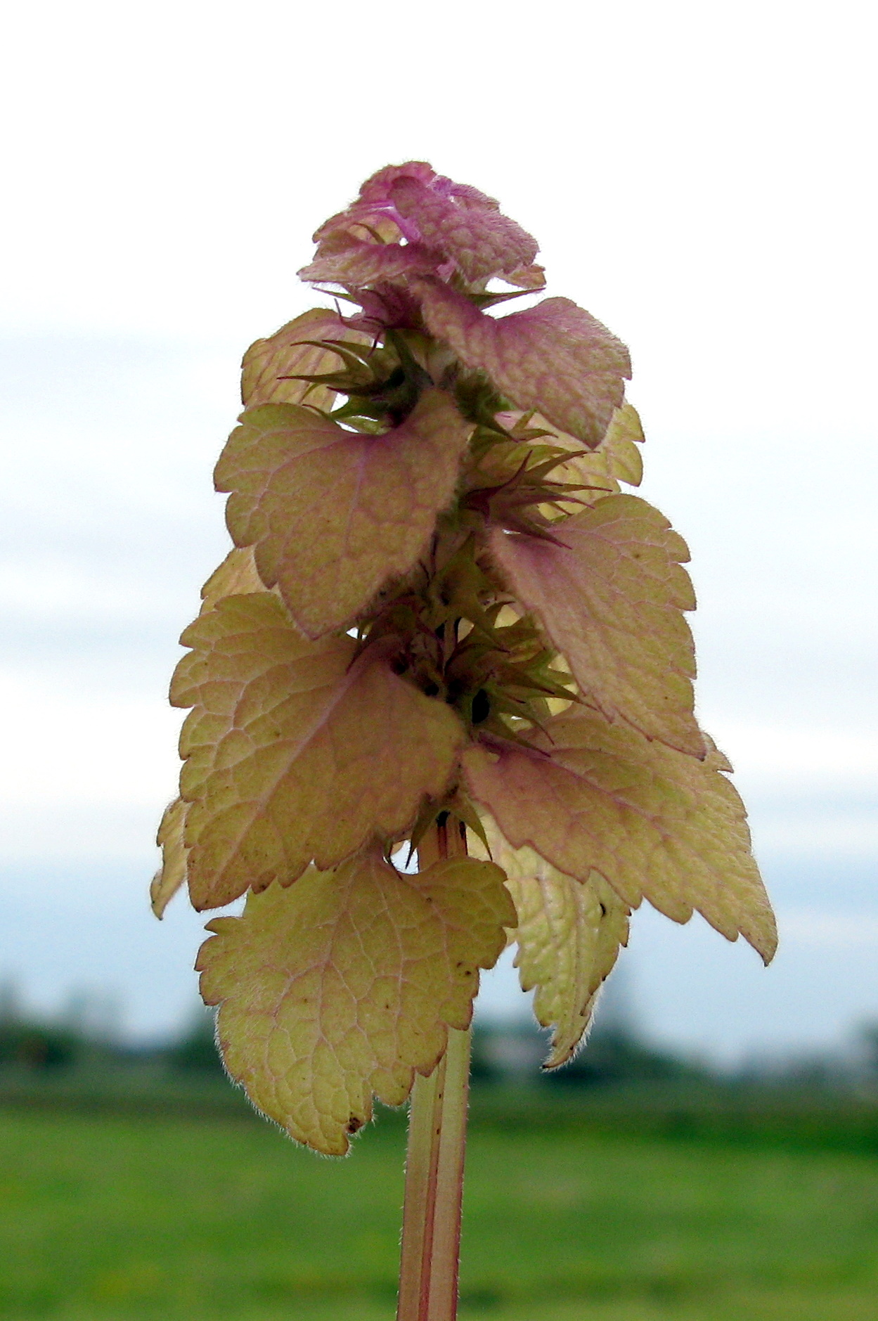 Purple Deadnettle faded seedhead AgFarm May 2009